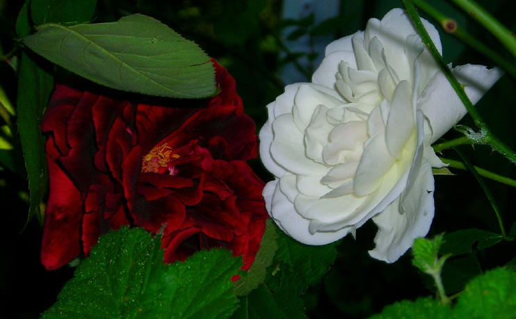 photo by Zara Wilder, May 17, 2014: 
"They grow outside my door in a wayward blackberry bramble. Not from the same bush, of course... 
Still, these two lovelies decided to bloom side by side. 
Warmed by the morning sunshine, they smell like heaven."