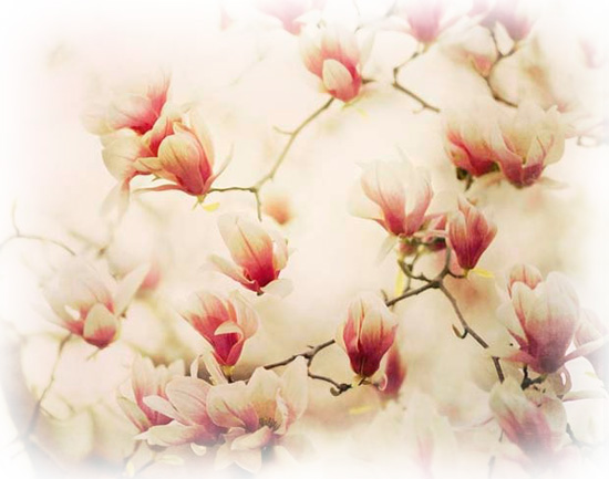 sft fcus photograph of pink and white magnolia blossoms