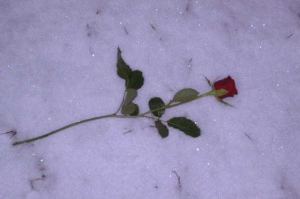 A long stemmed red rose lies on a bed of sparkling snow. 