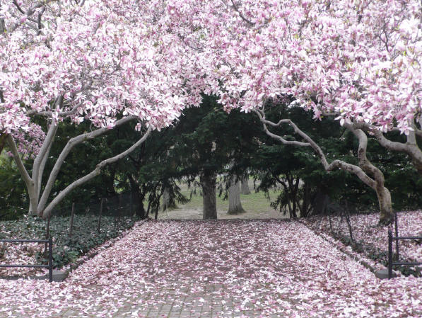 Our vantage point is the intersection of two wide brick walkways in the park. 
We can't see what goes off to the right or left, but before us on either side are metal-fenced areas of greenery. 
On the left is one magnolia tree. On the right there are two. They reach across the brick pathway. 
The trees bear pale pink petals, and the ground beneath is amply strewn with them as well. 
Beyond the magnolia trees, there are evergreens whose boughs also reach across the pathway, creating a shady space beneath them. 
Beyond that lies a grassy area with a number of fairly large deciduous trees. 
We can see only the bottom part of the trunk of those trees because the evergreens and magnolias block our view. 
The day is overcast - no direct sunlight Our vantage point is the intersection of two wide brick walkways in the park. 
We can't see what goes off to the right or left, but before us on either side are metal-fenced areas of greenery. 
On the left is one magnolia tree. On the right there are two. They reach across the brick pathway. 
The trees bear pale pink petals, and the ground beneath is amply strewn with them as well. 
Beyond the magnolia trees, there are evergreens whose boughs also reach across the pathway, creating a shady space beneath them. 
Beyond that lies a grassy area with a number of fairly large deciduous trees. 
We can see only the bottom part of the trunk of those trees because the evergreens and magnolias block our view. 
The day is overcast - no direct sunlight