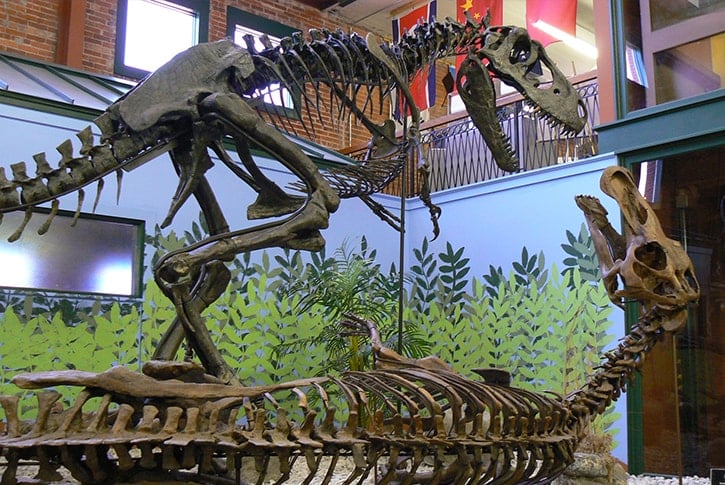 dinosaur skeletons (or models? but big)