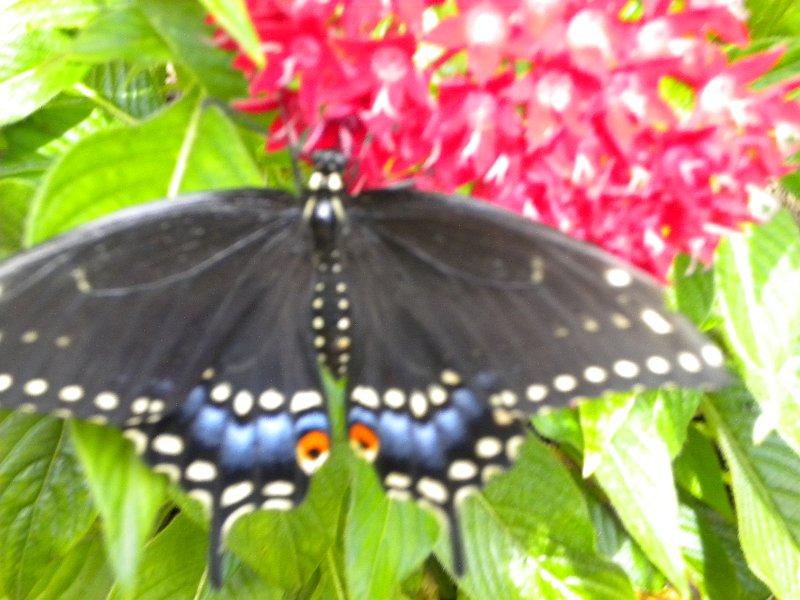 Original image