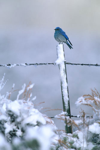 A metal fence post in a snowy landscape provides a place to rest for a blue bird.