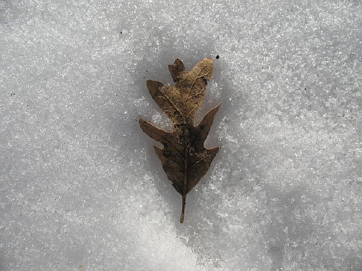 A solitary withered oak leaf lies in the snow.