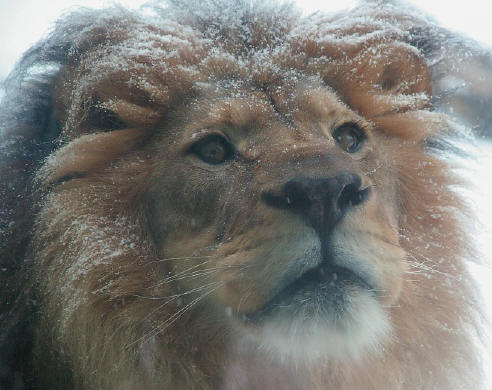 A beautiful lion’s head, covered in a dusting of snow, looks to the sky.
