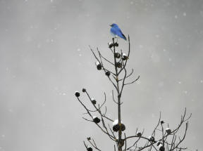 blue bird