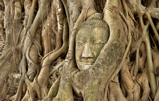A statue has been overtaken by the roots of a tree