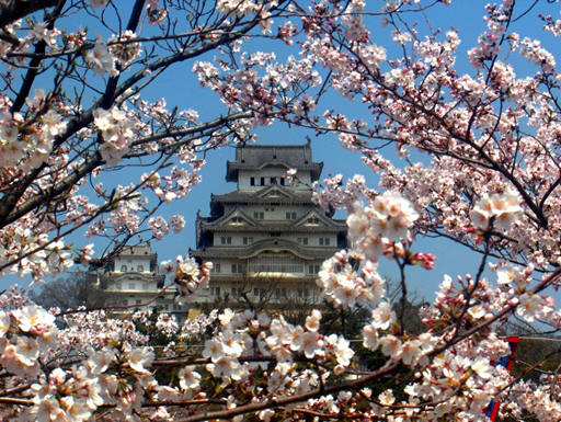 Cherry blossoms around an ornate Japanese building