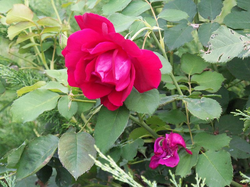 Original image